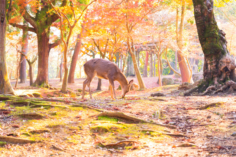 奈良公園（980）