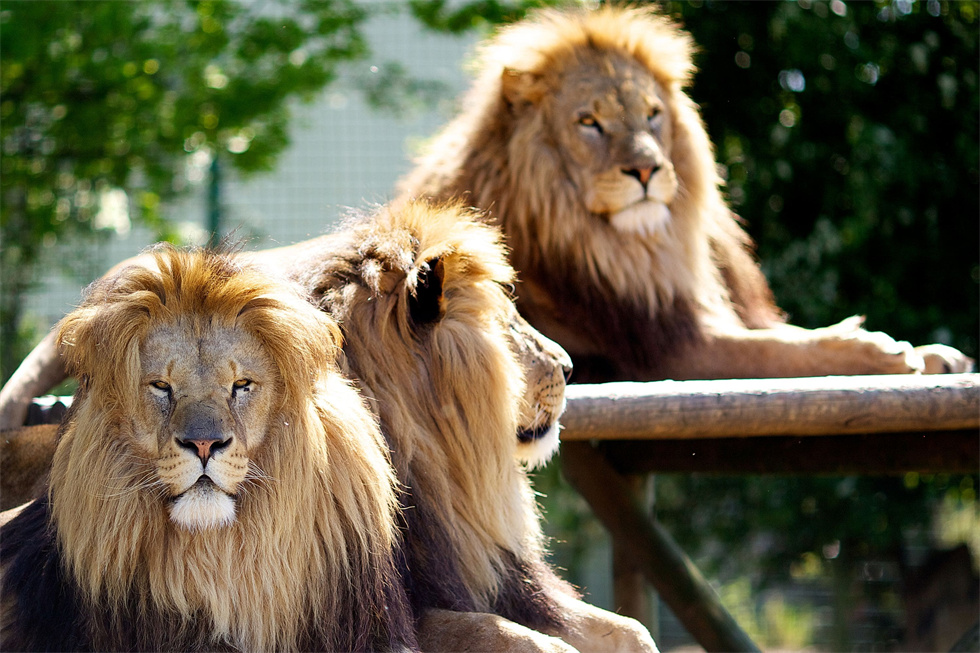 雄獅王國野生動物園（980）