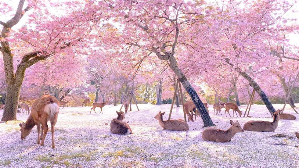 奈良公園（980）