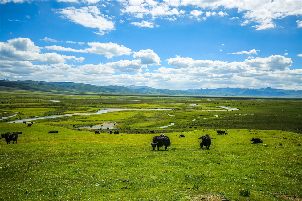 毛婭大草原（980）