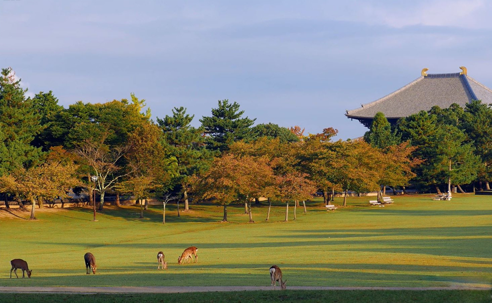 奈良公園2