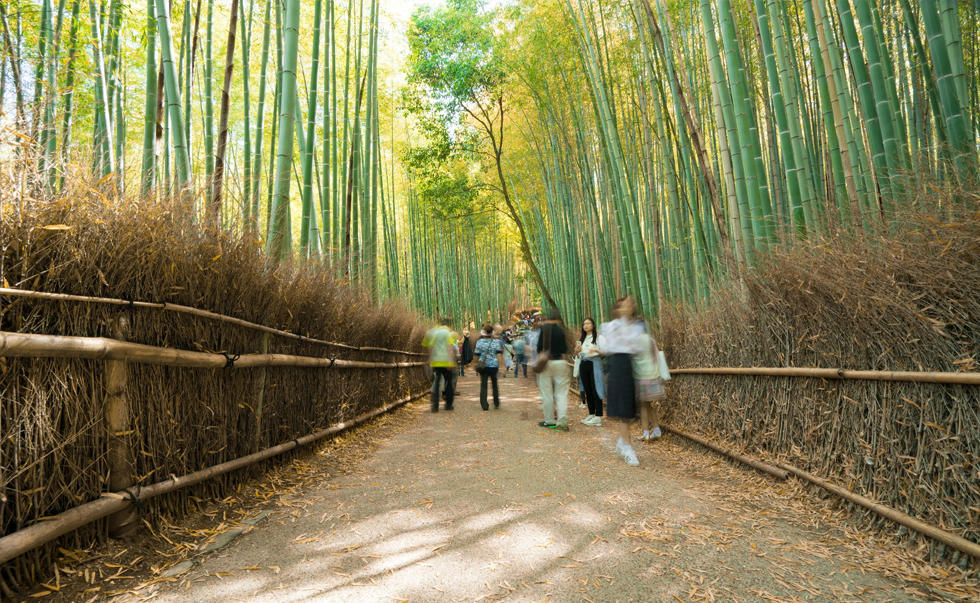 嵯峨野竹林小徑 嵯峨野竹林小徑