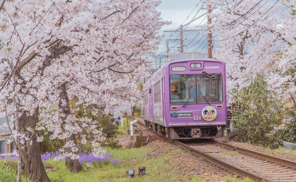 嵐電櫻花隧道