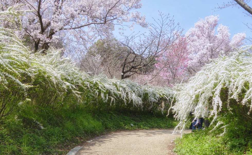 京都府立植物園和半木之道