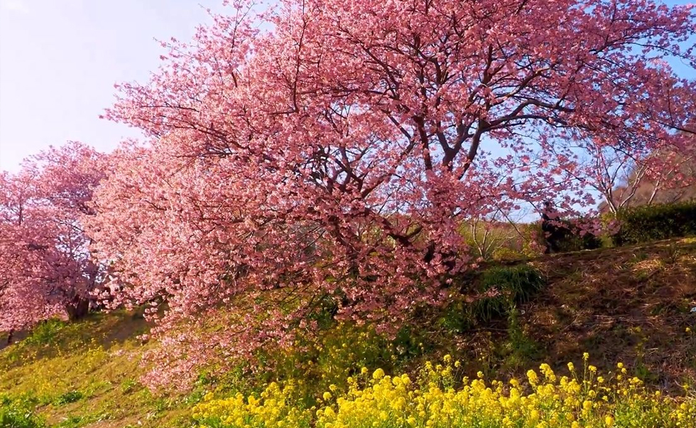 河津櫻油菜花