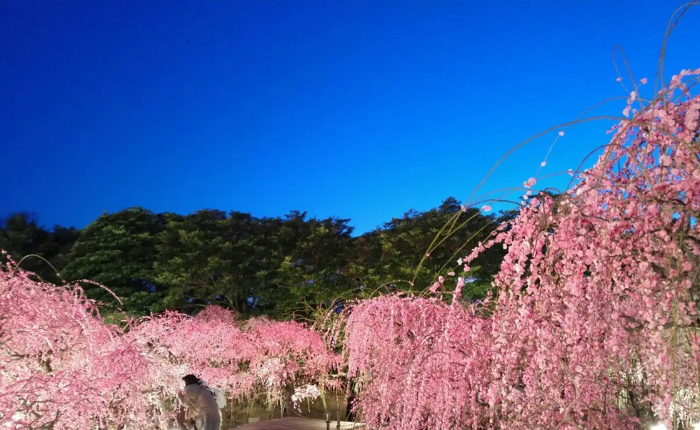 長島名花之裡2 長島名花之裡2