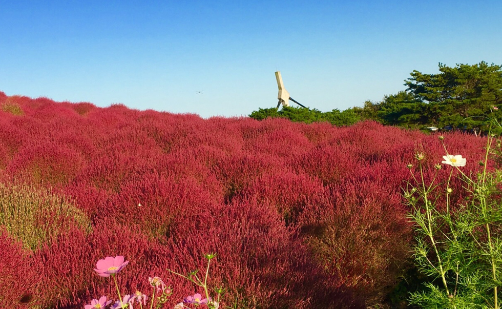 國營常陸海濱公園1 國營常陸海濱公園1
