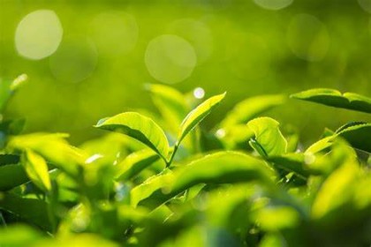 蒙納茶園65 蒙納茶園65